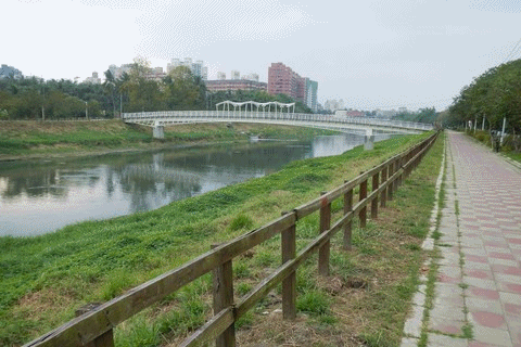 後勁溪的小鴨們