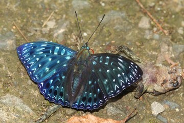 流星蛺蝶 (孫震宙攝)