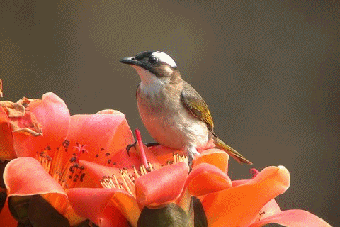 70期簡訊刊頭照片-木棉花上的鳥類