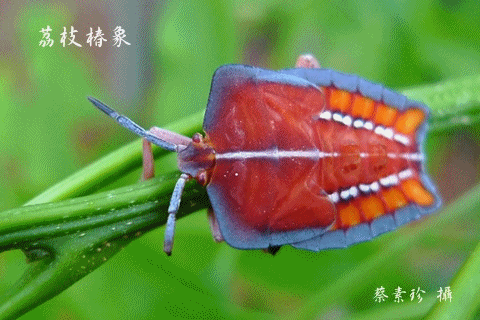 高雄都會公園71期電子報刊頭-仲夏的動物樂園