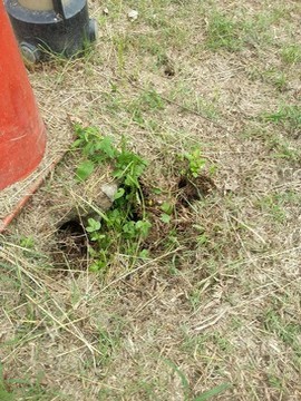 一期景觀親水區草溝施工前照片