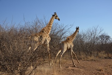 陳田圃先生個人攝影作品展圖片長頸鹿