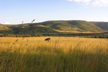 陳田圃先生個人攝影作品展圖片大草原