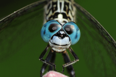 簡訊76期刊頭-蟲蟲臉譜