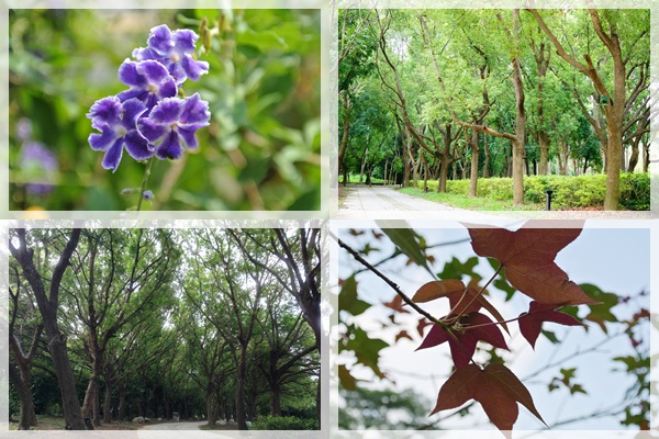 秋之物語植物照片