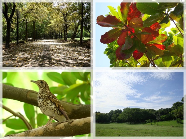 高雄都會公園-冬之驛站-園區景觀