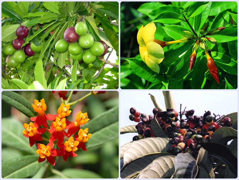 1030323-自然遊戲-小小神農氏-活動海報附圖