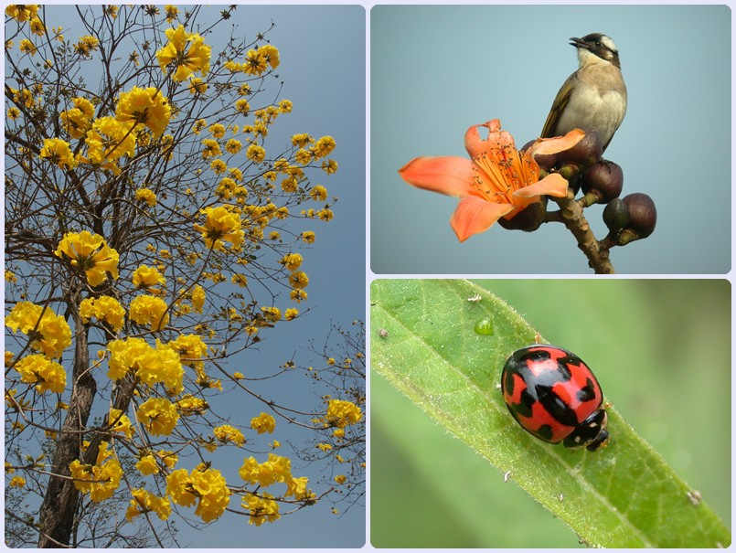 1030301-0302-自然觀察活動宣導照片-黃花風鈴木.白頭翁.六條瓢蟲