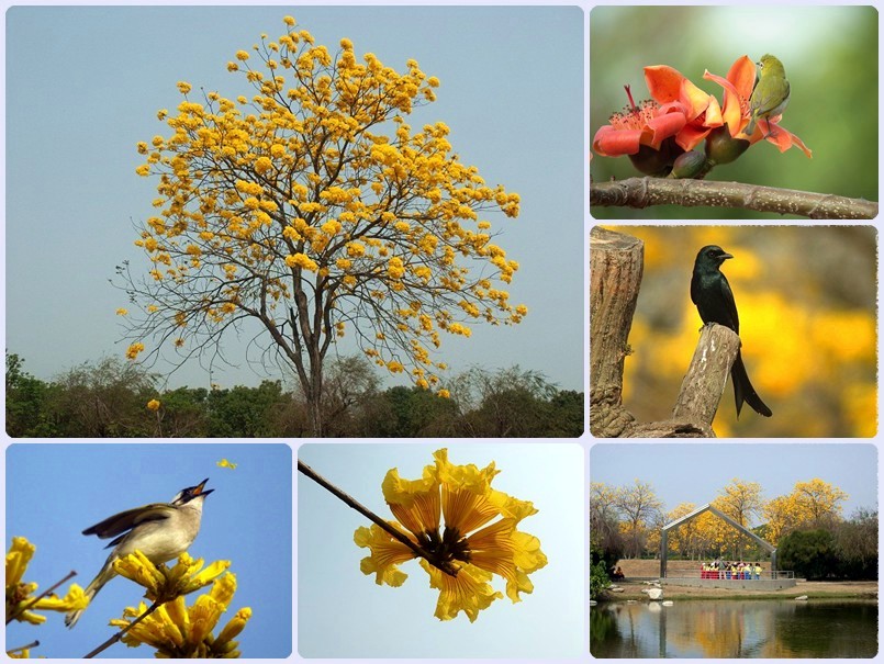 1030222-0223-自然觀察活動-附圖-春天花鳥圖