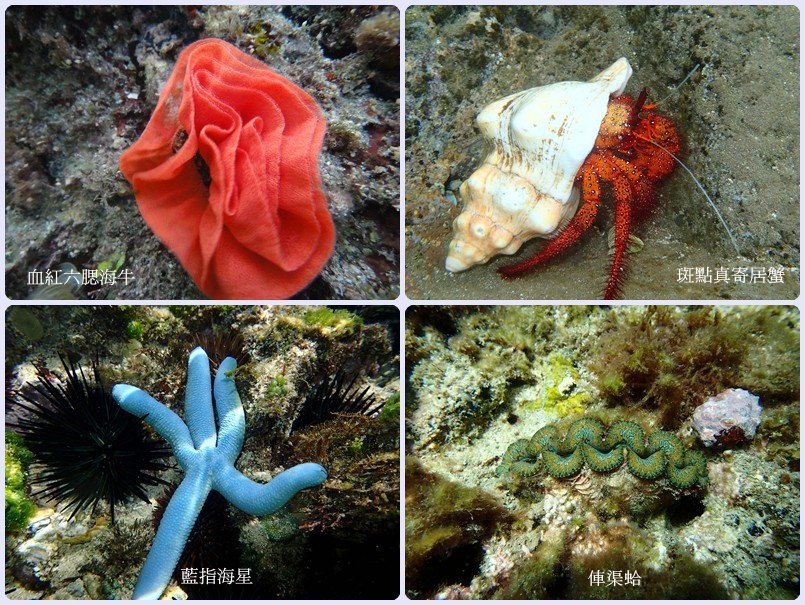 1030222-高都講座-海洋潮間帶生物附圖-顏春意攝影