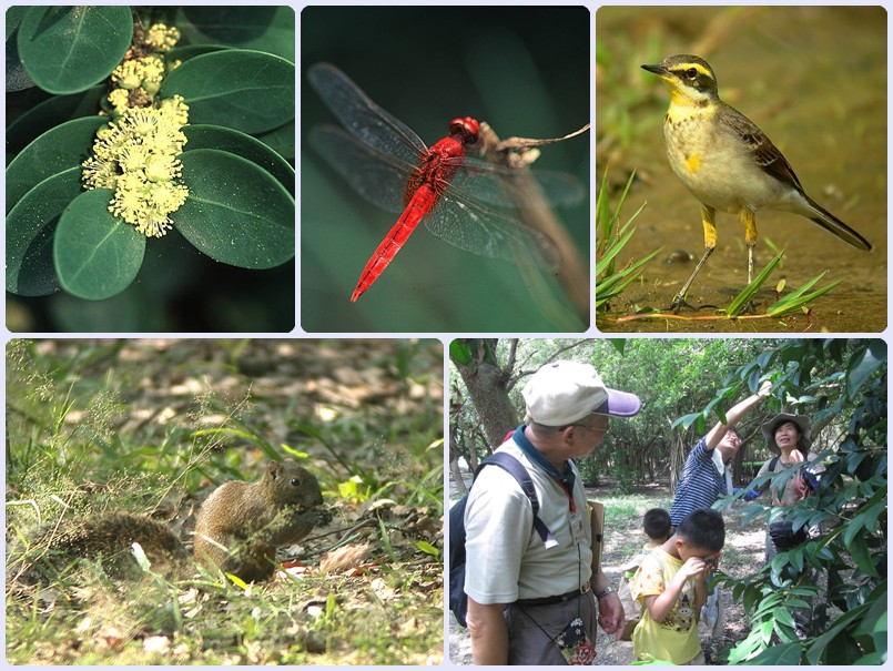 高雄都會公園103年4月19-20日親子自然觀察 高雄都會公園103年4月19-20日親子自然觀察