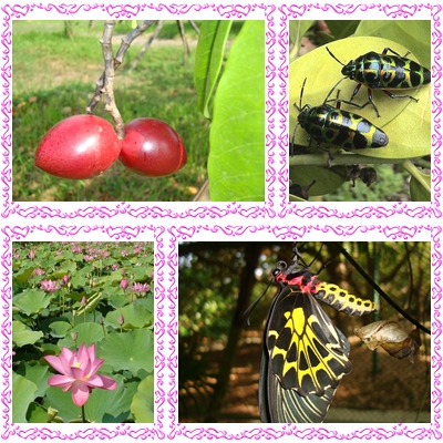 高雄都會公園2014年國際生物多樣性日系列活動