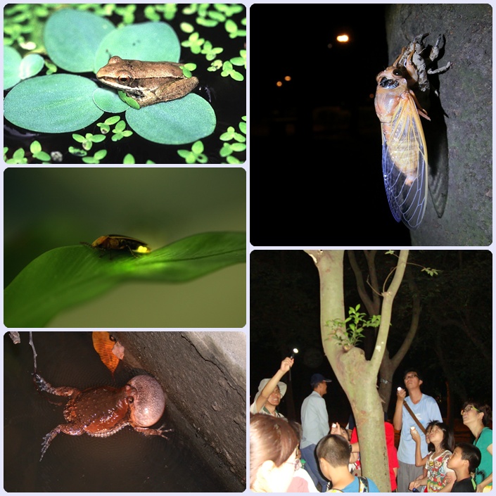 「探訪夏夜小精靈」-103年5月24日-高雄都會公園夜間親子自然觀察