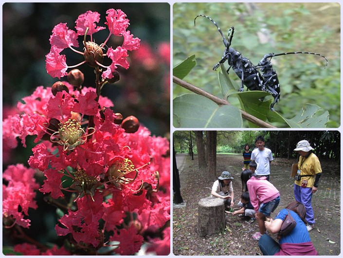 高雄都會公園103年6月14-15日「親子自然觀察」導覽解說
