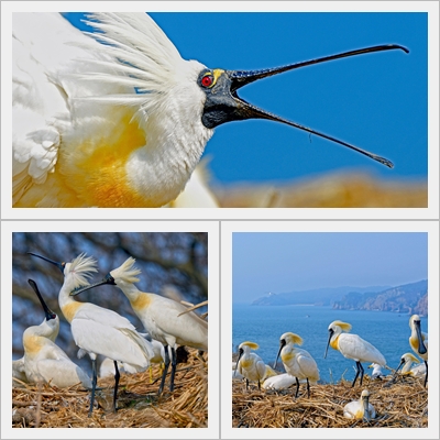 高雄都會公園103年6月21日關懷臺灣系列講座-「從食衣住行窺探鳥類的私密生活」