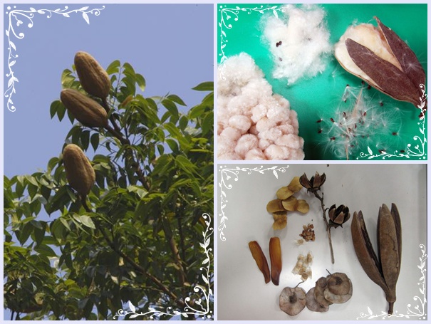 高雄都會公園103年6月22日親子自然遊戲 - 飛颺的『果實』與『種子』