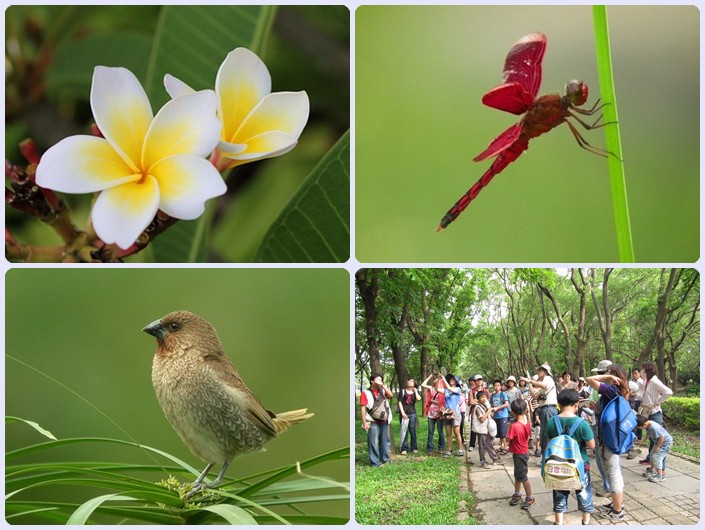 103年6月28-29日高雄都會公園「親子自然觀察」導覽解說 103年6月28-29日高雄都會公園「親子自然觀察」導覽解說