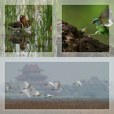 1030816生命的樂章