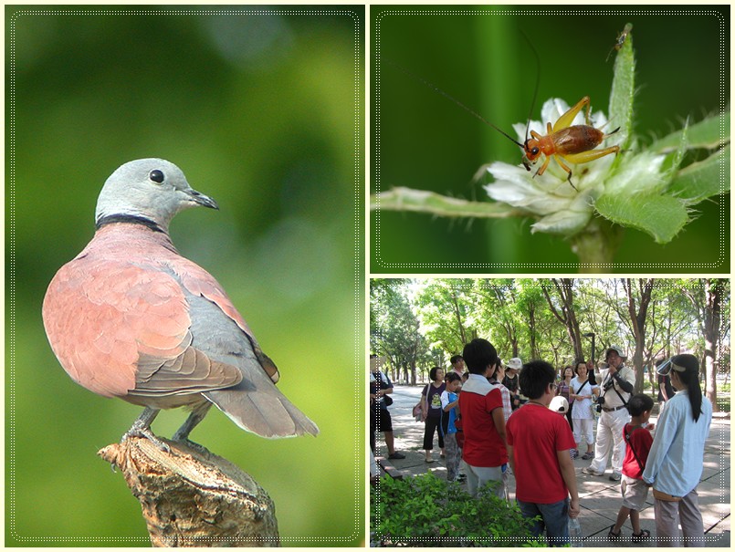 1030816-17-親子自然觀察活動