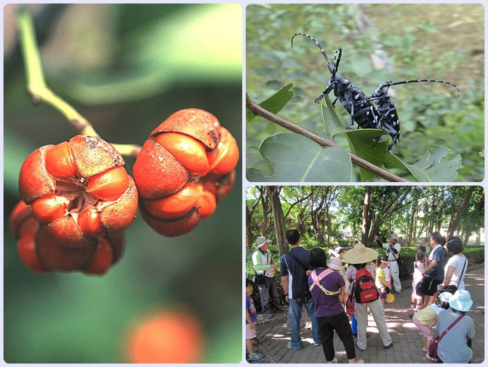 1030830-31-親子自然觀察活動