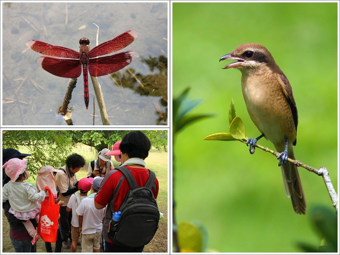 1030913-14-親子自然觀察活動 1030913-14-親子自然觀察活動