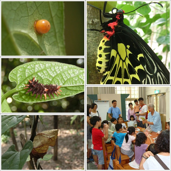 1030928-自然遊戲-小昆蟲大變身