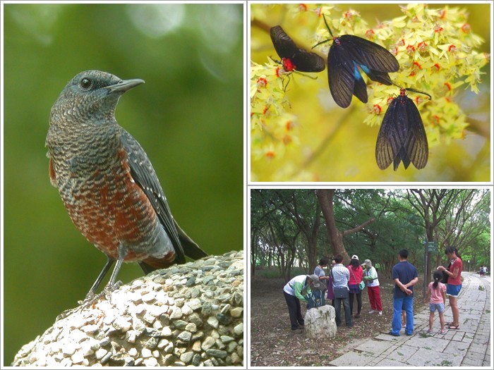 1031004-05-親子自然觀察活動