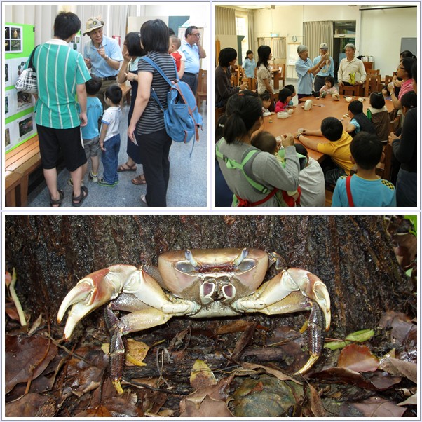 1031026-自然遊戲-你不知道的一蟹事