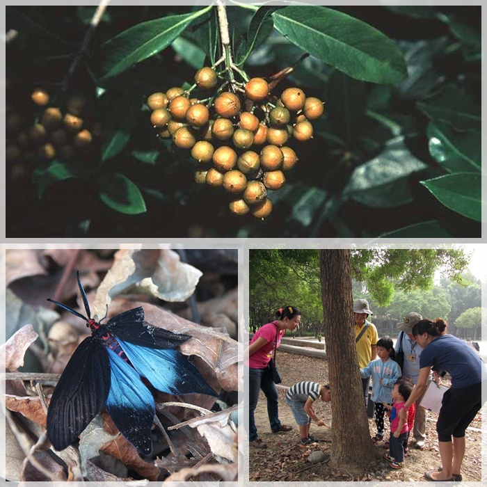 1031101-02-親子自然觀察活動