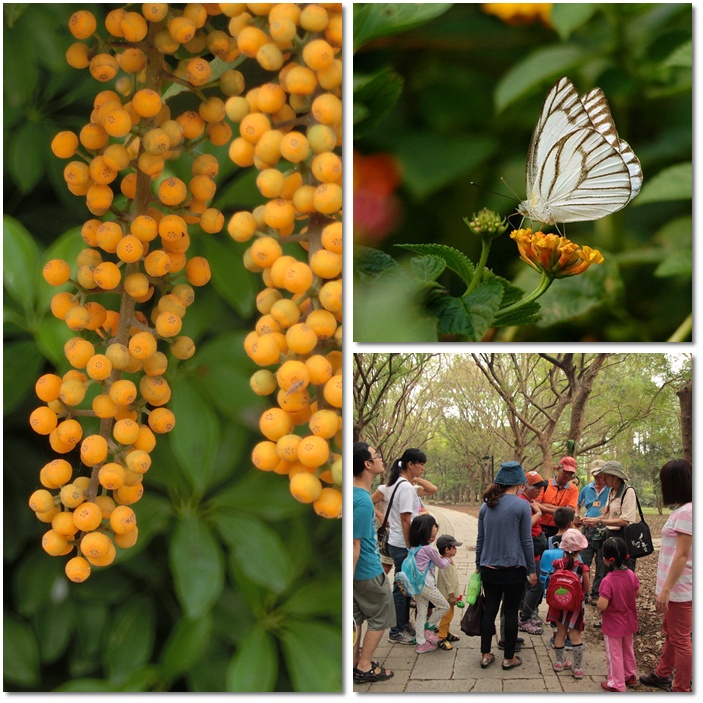 1031108-09-親子自然觀察活動 1031108-09-親子自然觀察活動