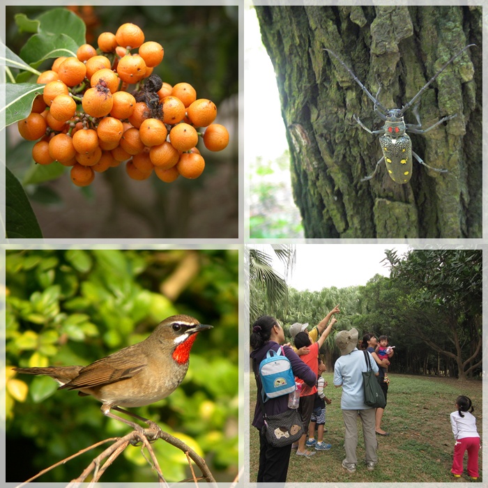 1031129-30-親子自然觀察活動