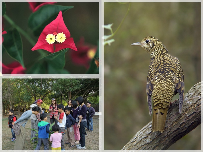 1031206-1207-親子自然觀察活動