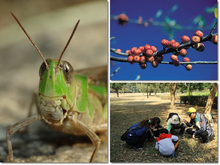 1031213-1214-親子自然觀察活動