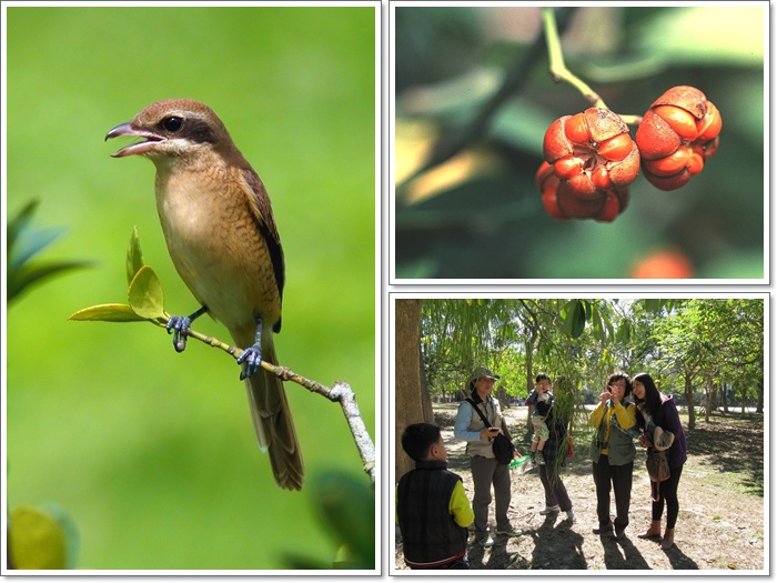 1040207-0208-親子自然觀察活動