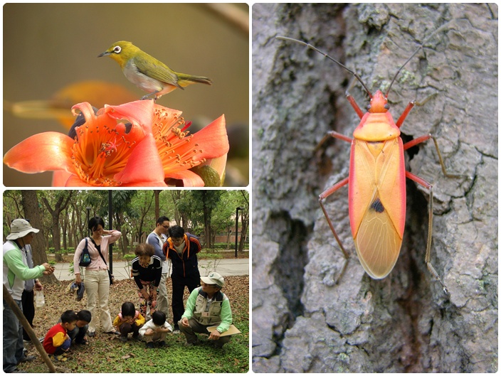 1040314-0315-親子自然觀察活動