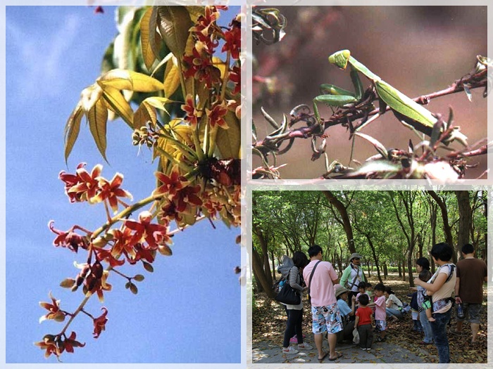 1040328-0329-親子自然觀察活動