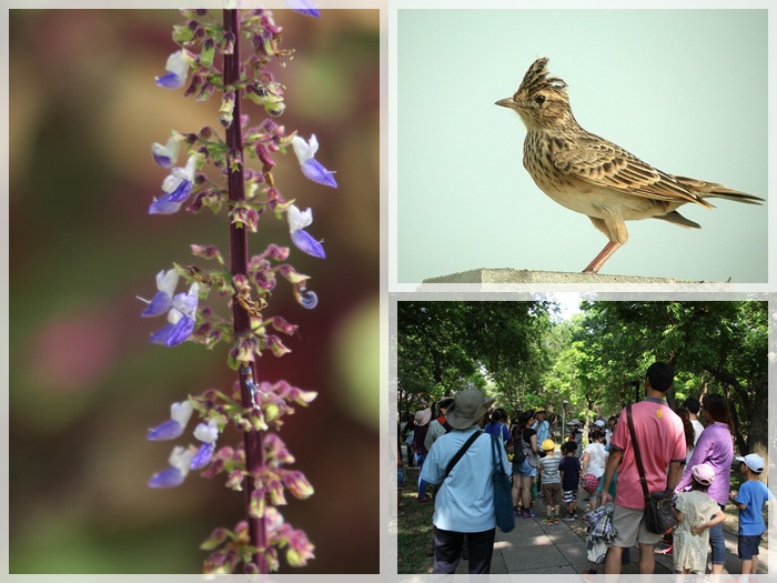 1040502-0503-親子自然觀察活動