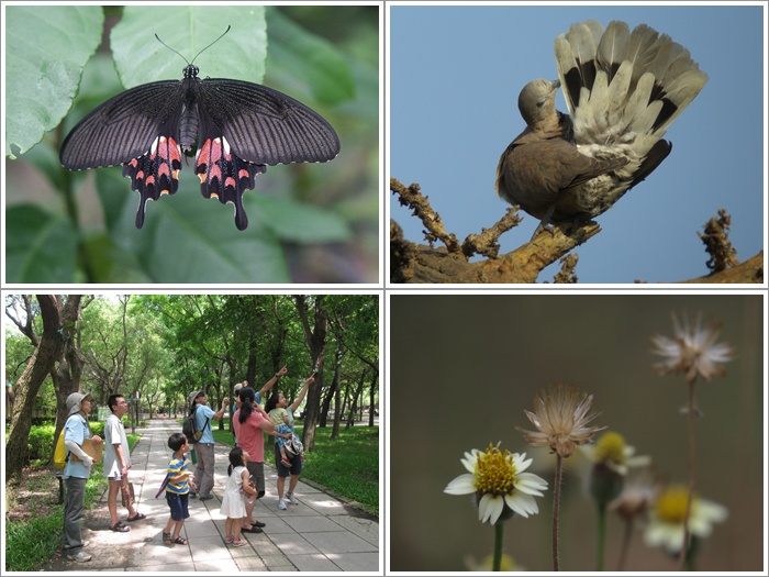 1040530-0531-親子自然觀察活動