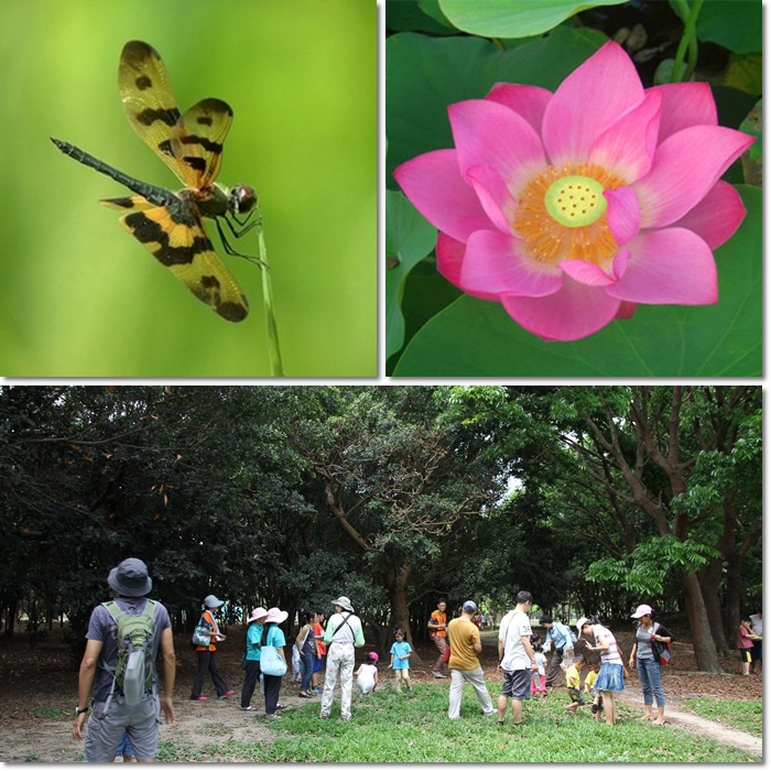 1040620-0621-親子自然觀察活動