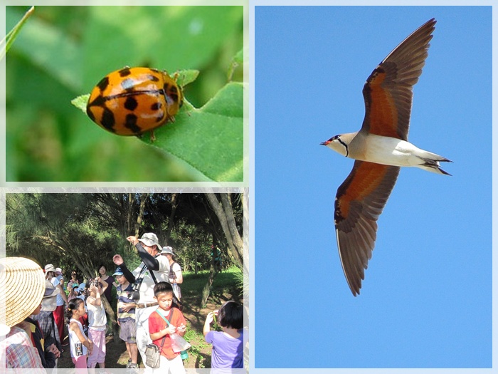 1040627-0628-親子自然觀察活動