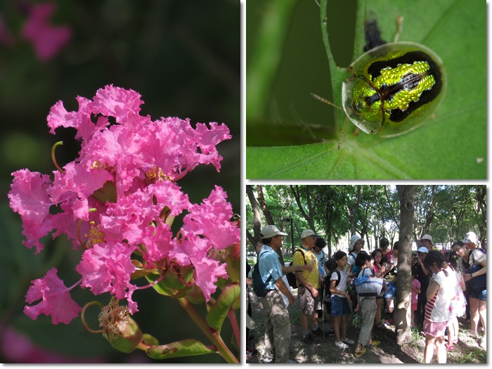 1040718-0719-親子自然觀察活動