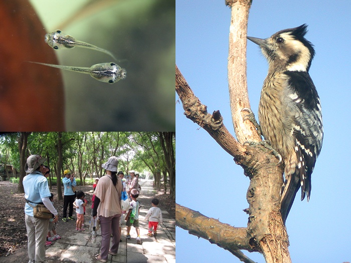 1040822-0823-親子自然觀察活動