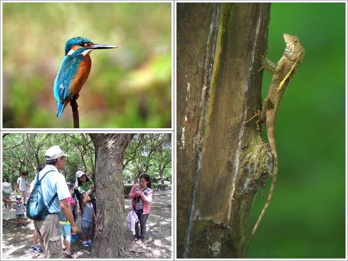 1040912-0913-親子自然觀察活動
