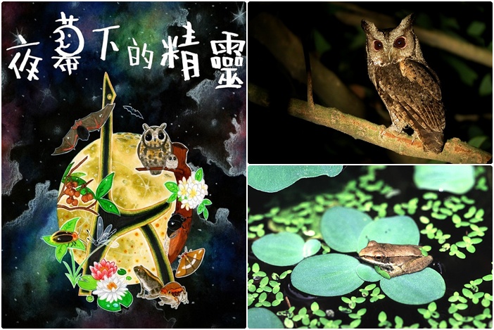 1040926-自然遊戲-夜幕下的精靈