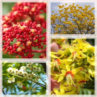 1050312發現植物之美