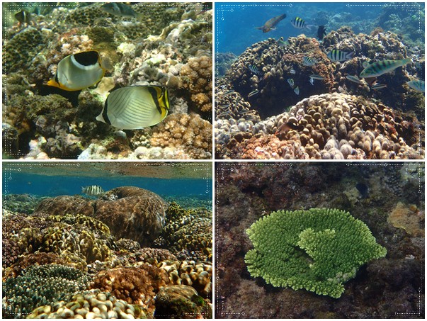 1050724-自然遊戲-與珊瑚共舞海報圖