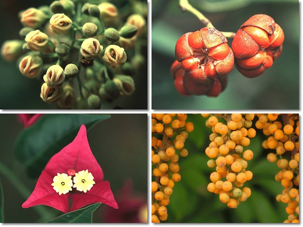 1050903-環教活動講座海報植物圖片