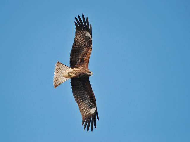 1060122-自然遊戲海報照片-老鷹