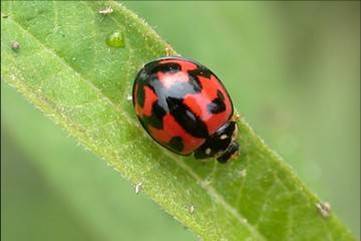 六條瓢蟲 高介志 攝