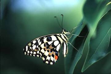 高雄都會公園-無尾鳳蝶 高雄都會公園-無尾鳳蝶